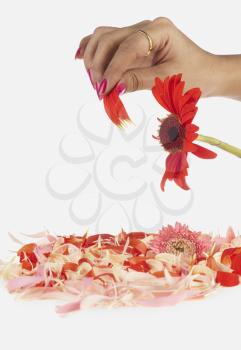 Woman's hand plucking petals from daisy