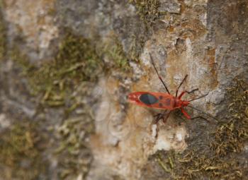 Red Milkweed beetle on a tree bark