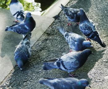 Close-up of pigeons, Dublin, Republic of Ireland