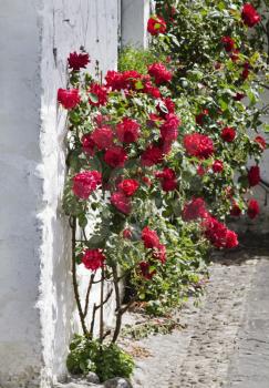 Roses on plants, Adare, County Limerick, Republic of Ireland
