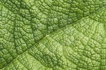 Detail of a leaf