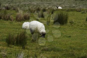 Three sheep grazing on a hill, Killarney National Park, Killarney, County Kerry, Republic of Ireland