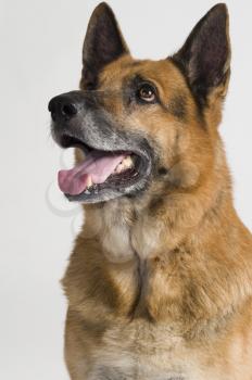 Close-up of a German Shepherd dog