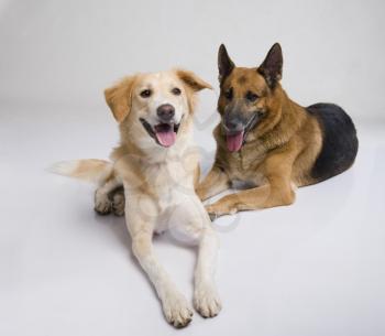 Two dogs sitting together