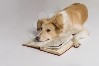 Dog with a book