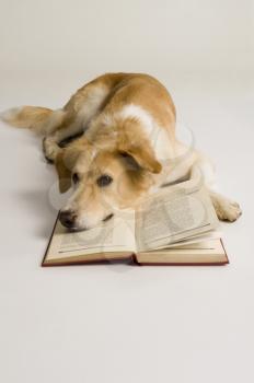 Dog with a book
