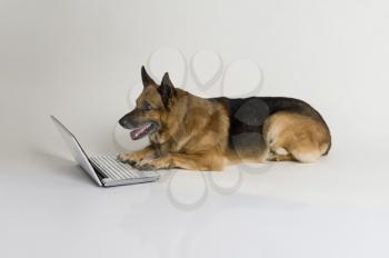 German Shepherd dog using a laptop