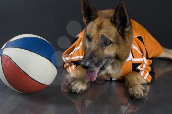 German Shepherd dog with a basketball