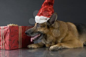 German Shepherd dog wearing a Santa hat