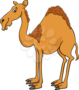 Cartoon Illustration of Dromedary Camel Animal Character