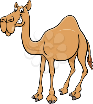 Cartoon illustration of dromedary camel comic animal character