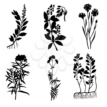 Royalty Free Clipart Image of Medicinal Plants