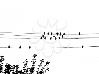 Royalty Free Clipart Image of Birds on Wires