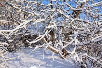 aple trees in winter garden