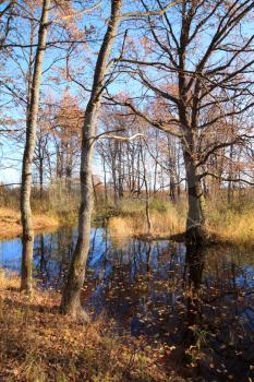 small lake in autumn wood