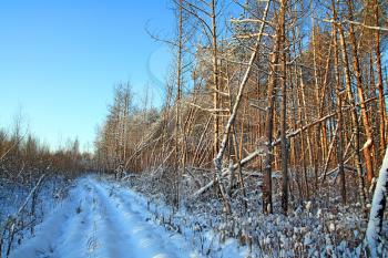 rural road in pine wood