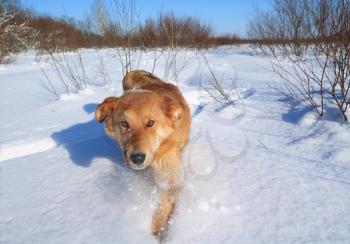 redhead dog goes on snow