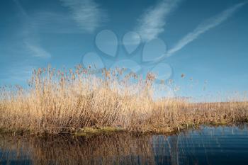 dry yellow reed on lake