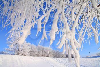 tree in snow on celestial background