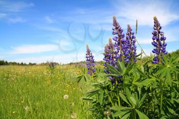 lupines on summer field