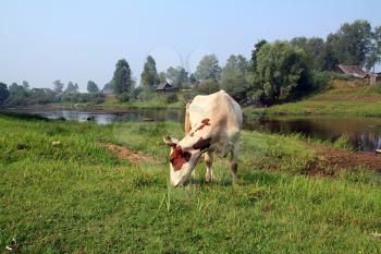 cow on coast river near villages