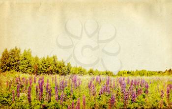 lupines on field on grunge background