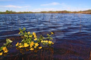 yellow flowerses on surfaces lake
