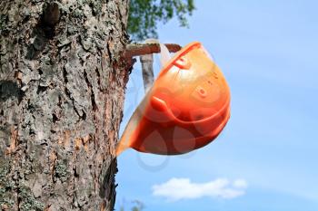helmet of the woodsman on tree