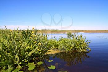 yellow flowerses on big lake