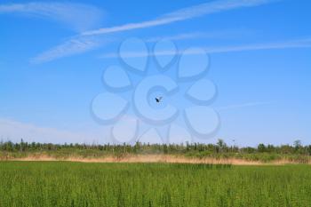 flying crane on green marsh