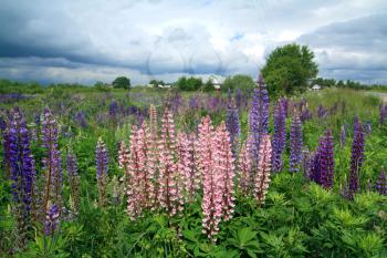 lupines on field under cloudy sky