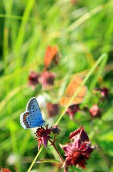 blue butterfly on green background