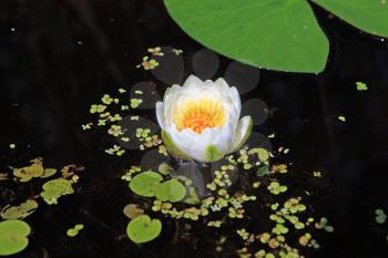 water lily amongst marsh duckweed