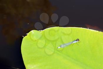 dragonfly on sheet of the water lily