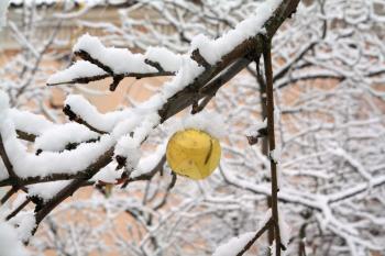 yellow apple on snow branch