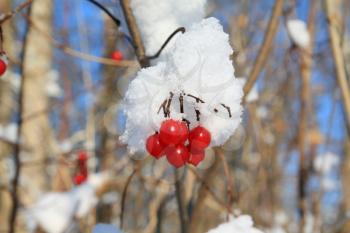 red berries of the viburnum in snow
