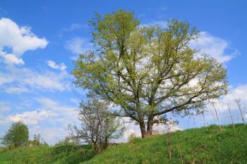 spring oak on green hill