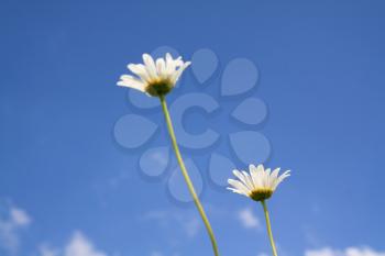 white daisywheels on celestial background
