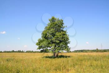 green oak on yellow field