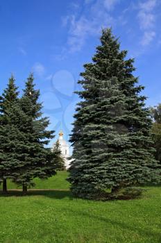  fir trees in park