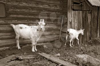nanny goat near rural building 