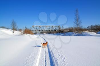 redhead dog on winter road
