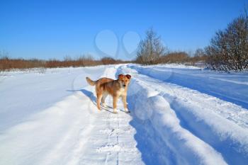 redhead dog on winter road