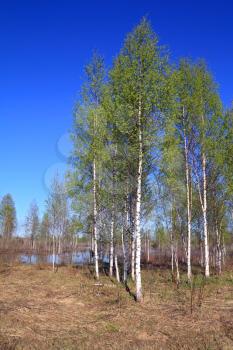 birch copse on springr field 
