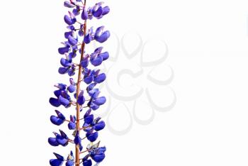 blue field lupine on white background