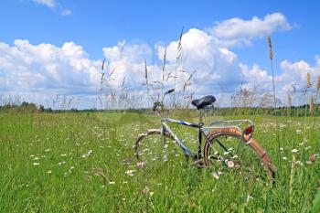 old bicycle amongst green herb