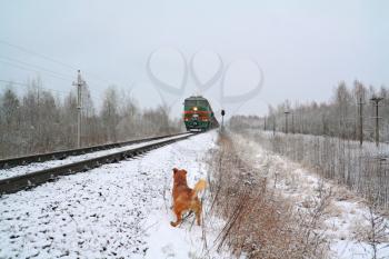 redhead dog will attack train