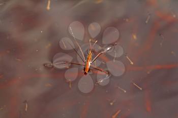 pond skater on red water