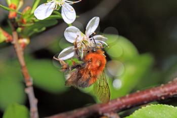 shaggy bumblebee on cherry flower
