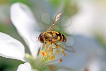 wasp on flowering aple tree